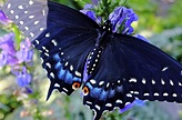 Pipevine Swallowtail Butterfly Wallpapers - Wallpaper Cave