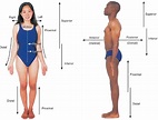 Anatomical Positions, Body Planes, & Directional Terms Diagram | Quizlet