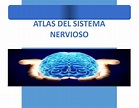 Atlas - ATLAS DEL SISTEMA NERVIOSO Tabla de contenido I. Introducción ...