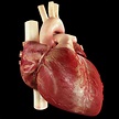 Human Heart #1 Photograph by Medi-mation/science Photo Library - Pixels