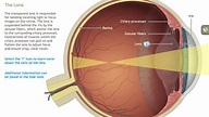 Understanding the Anatomy of the Visual System-A.D.A.M. OnDemand