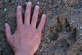 13 Fakten über den Wolf | WWF Blog