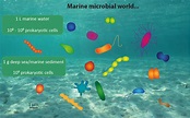 The microbial world in the deep sea / Die mikrobielle Welt in der ...