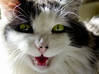 Cat Meowing Free Stock Photo - Public Domain Pictures