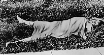 The Black Dahlia: Inside The Gruesome Murder Of Elizabeth Short