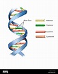 Ilustración de parte de una hebra de ADN (ácido desoxirribonucleico ...