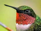 Colibri à gorge rubis - Éco-Odyssée