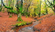 10 bosques encantados en España | Mitos y leyendas
