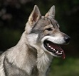 Wolf Dog Breeds - Top Guide & Facts - Animal Corner