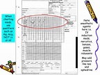 PPT - The Anesthesia Chart PowerPoint Presentation, free download - ID ...