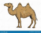 Camel Color Sketch Engraving Vector Illustration Stock Vector ...