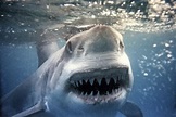 'Great White Pointer Shark' Photographic Print - | AllPosters.com