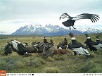 Largest Living Bird: Andean Condor |MyRokan