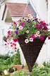 Stunning 36 Hanging Flower Basket Ideas https://gardenmagz.com/36 ...