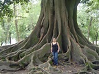 El árbol tucumano que anonadó a una mexicana - LA GACETA Tucumán