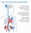 Understanding the Flight or Fight Response ® | Stress causes, Fight or ...