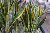 Snake plant: how to care for a mother in law tongue plant | Better ...