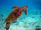 Sea turtle - Wikipedia