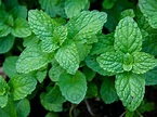 Care of Peppermint - How To Grow Peppermint Plants