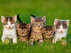 Palmarès des 20 chatons les plus mignons, qu'en pensez vous?