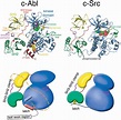 Structure, Regulation, Signaling, and Targeting of Abl Kinases in ...