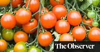 The five: genetically modified fruit | Gene editing | The Guardian