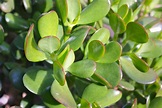 How To Care For A Jade Plant Inside