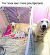 35 Awesome Dog Memes To Share with Fellow Dog Lovers | Inspirationfeed