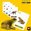 Reino Animal 4dmais Realidade Aumentada-jogo Cards/infantil - R$ 52,00 ...