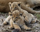 Löwenjunge I Foto & Bild | tiere, wildlife, säugetiere Bilder auf ...