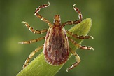Habits and Traits of Mites and Ticks