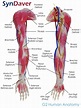 Anatomy-Arm-3-636x843.jpg