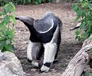 Anteaters, Spiny Anteater, Insect Eaters | Science Hub 4 Kids