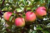 Rose Family Fruit Trees | Fruit Trees