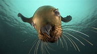 animals, Seals, Underwater, Sealife Wallpapers HD / Desktop and Mobile ...