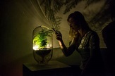 Energia dalle piante: Living Light, la pianta che s'illumina - Green.it