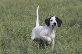 Pointer Breed Guide - Learn about the Pointer.