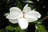 Conner Family Blog: Mississippi Magnolias