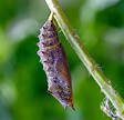 How do caterpillars become butterflies? : r/askscience