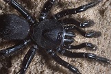 Slideshow 865-24: Close up of Trapdoor Spider (Ummidia sp.) on Iron ...