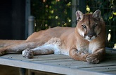 File:Cougar at Cougar Mountain Zoological Park 2.jpg