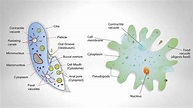 Protozoa: Structure and Locomotor Organelles