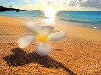 Aloha Paradise Photograph by Kristine Widney | Fine Art America