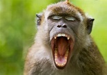 Quit Monkeying Around: 10 Cutest Laughing Monkeys