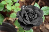 What is the Meaning of Black Roses?