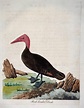 1785 John Latham - Synopsis - PINK HEADED DUCK Extinct - Ornithology ...