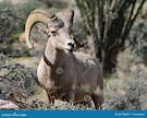 Male Desert Bighorn Sheep - Ovis Canadensis Nelsoni Stock Image - Image ...