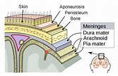 The meninges | Human Anatomy and Physiology Lab (BSB 141) | Study Guides