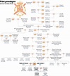 Casa Real Española Arbol Genealogico