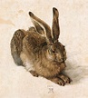File:Durer Young Hare.jpg - Wikipedia